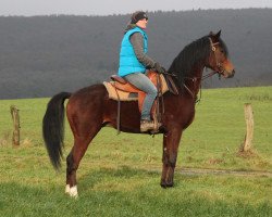 Pferd Elader (Vollblutaraber, 2013, von Kahil Al Shaqab ox)