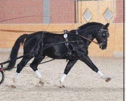 Pferd Edino (Schweres Warmblut, 1997, von Erbe Mo 1456)