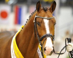 jumper Quinturo 2 (Hanoverian, 2009, from FRH Quaid)