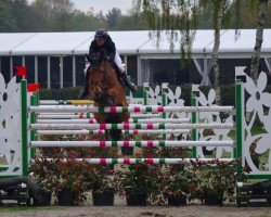 Springpferd High Quality J (Belgisches Warmblut, 2007, von Quadrillo)