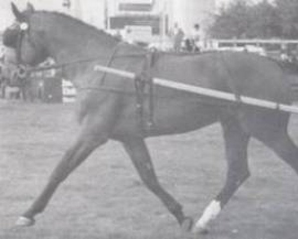 stallion Mabuse (Holsteiner, 1969, from Maximus)