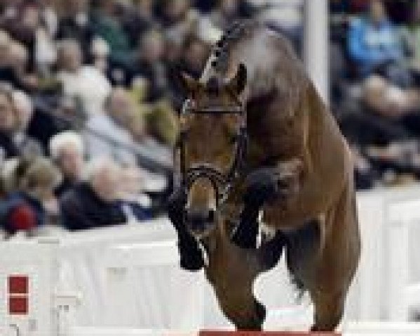 stallion Coolio (Hanoverian, 2010, from Cardenio)
