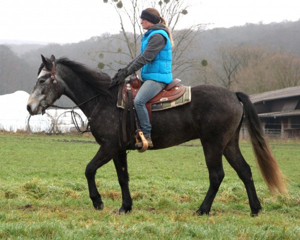 Pferd Drumlane Joy (Connemara-Pony, 2014, von Carnabay Mirah)