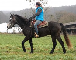 horse Drumlane Joy (Connemara Pony, 2014, from Carnabay Mirah)