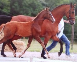 Springpferd Vanillo (Württemberger, 2013, von Valentino)