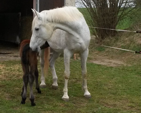 Zuchtstute Sendi (Österreichisches Warmblut, 1999, von Liberty)