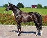 stallion Black Ruby (Oldenburg, 2008, from Belissimo NRW)