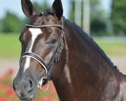 stallion Black Ruby (Oldenburg, 2008, from Belissimo NRW)