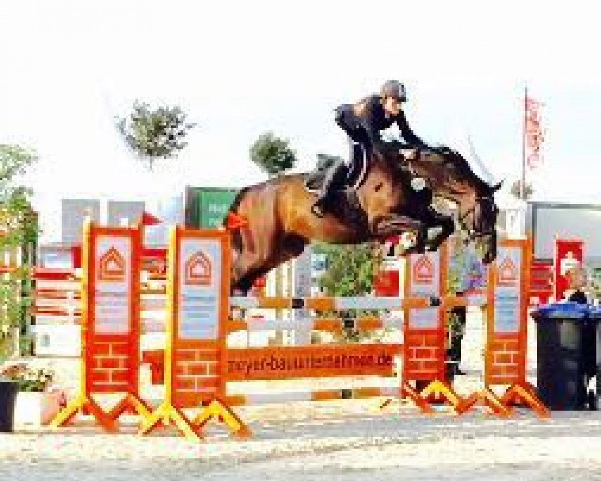 jumper Sensation Shaga Khan (Hanoverian, 2007, from Sinatra Song)