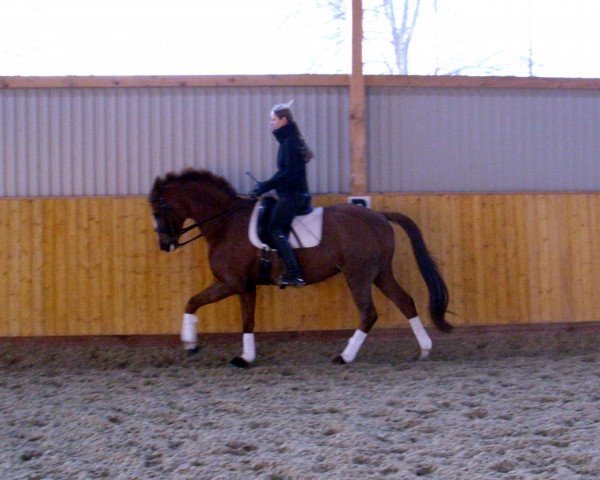 horse Herbstbelissima (Trakehner, 2001, from Buddenbrock)