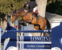 stallion Big Star (KWPN (Royal Dutch Sporthorse), 2003, from Quick Star)