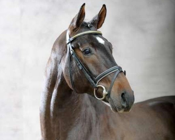 stallion Semper Fi (Hanoverian, 2008, from Stakkato)