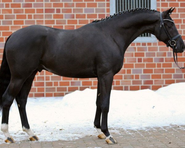 stallion Ganymedes M (KWPN (Royal Dutch Sporthorse), 2010, from Gribaldi)