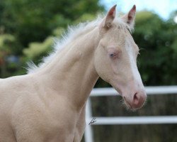 dressage horse Niftys Silent Glow (Quarter Horse, 2015)