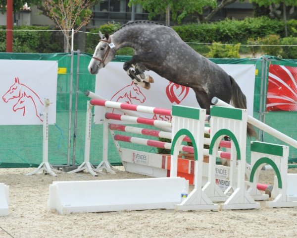 jumper Toundra de Rouhet (Selle Français, 2007, from Jumpy des Fontaines)