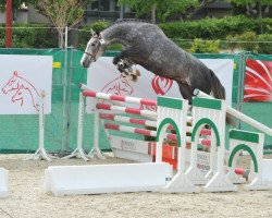 Springpferd Toundra de Rouhet (Selle Français, 2007, von Jumpy des Fontaines)