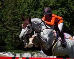 jumper Celine M Z (Zangersheide riding horse, 2007, from Crusador Tn)