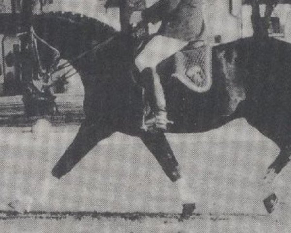 stallion Koloman (Bavarian, 1976, from Komet)