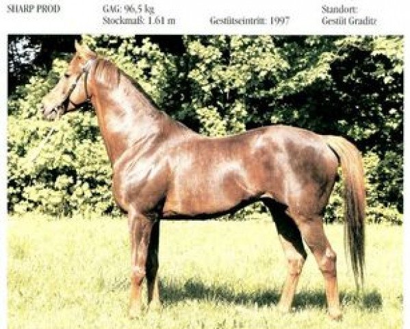 stallion Sharp Prod xx (Thoroughbred, 1990, from Sharpo xx)