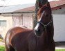 broodmare Corina Cara (German Riding Pony, 2002, from Corado)