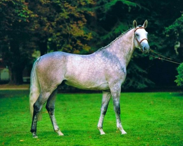 Springpferd Super de Rouhet (Selle Français, 2006, von Jumpy des Fontaines)