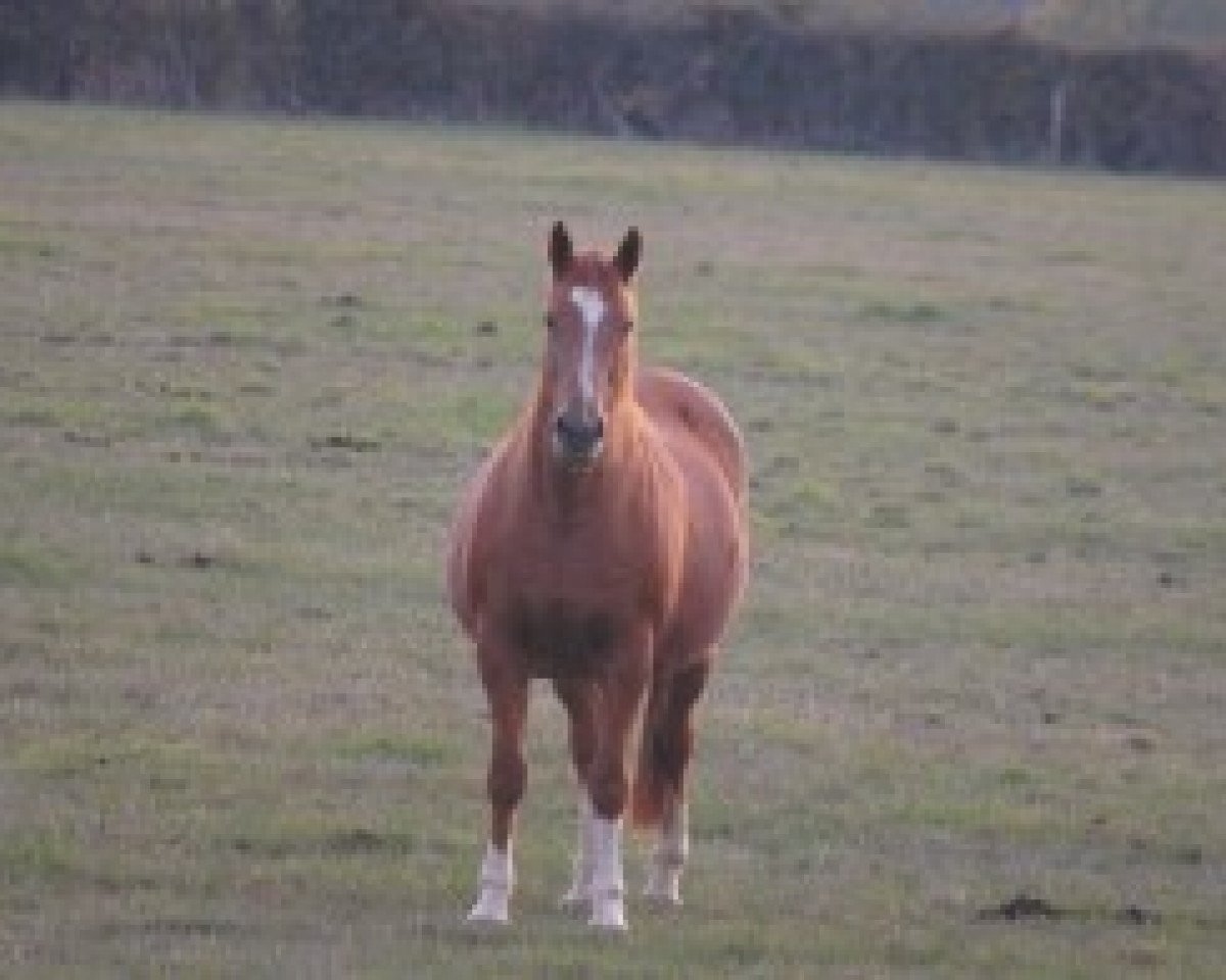 broodmare Impala de Rouhet (Selle Français, 1996, from Alligator Fontaine)