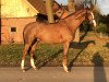 dressage horse Follow Me (Hanoverian, 2012, from Fuechtels Floriscount OLD)