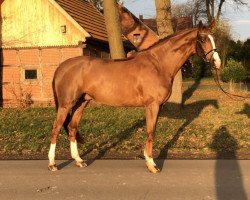 dressage horse Follow Me (Hanoverian, 2012, from Fuechtels Floriscount OLD)