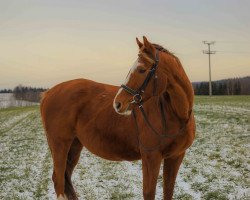 broodmare Pippi Langstrumpf xx (Thoroughbred, 2000, from Dashing Blade xx)