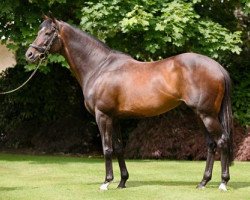 stallion High Chaparral xx (Thoroughbred, 1999, from Sadler's Wells xx)