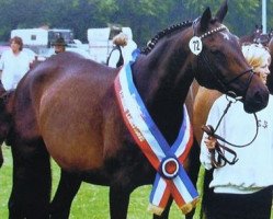 broodmare Herzsolo (Trakehner, 1983, from Radom)