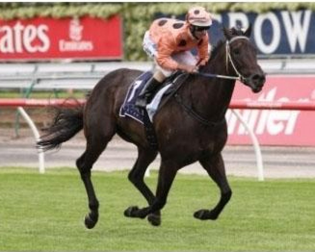 Zuchtstute Black Caviar xx (Englisches Vollblut, 2006, von Bel Esprit xx)