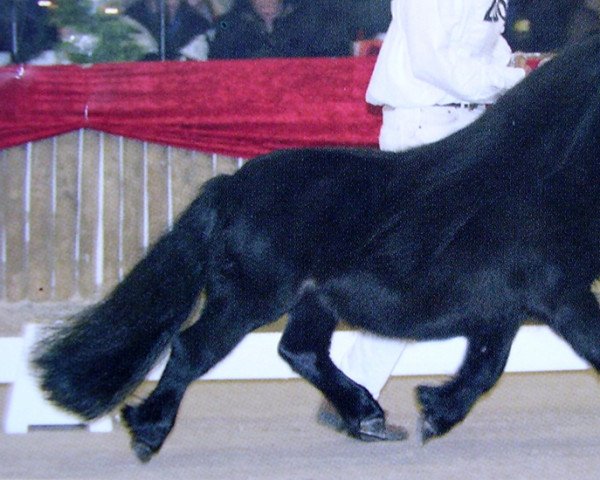 stallion Richard van de Kleine Steeg (Shetland Pony, 2001, from Hannes van de Strengen)