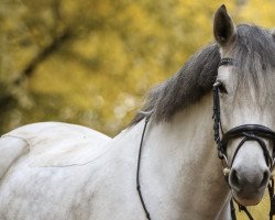 dressage horse Holsteins Sarafina (German Riding Pony, 2012, from Holsteins Whisper)