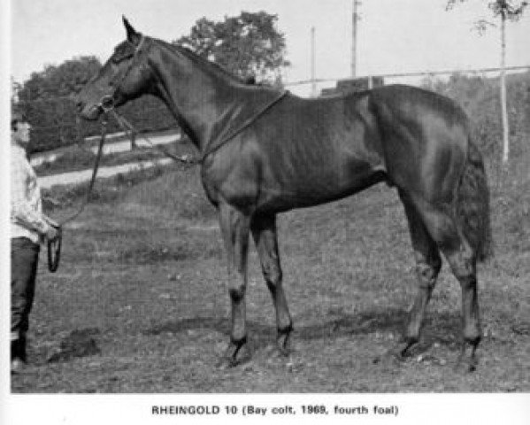 stallion Rheingold xx (Thoroughbred, 1969, from Faberge II xx)