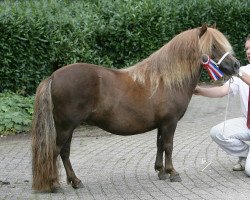 broodmare Sita van 't Mentink (Shetland Pony, 2002, from Tyfoon van de Kozakkenhoeve)