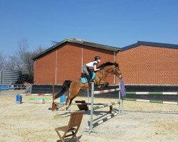 Springpferd Duell Graf H (Deutsches Reitpony, 2009, von Dumont)