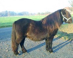 broodmare Young Black Lady van Nieuwen Ampsen (Shetland Pony, 2006, from Richard van de Kleine Steeg)