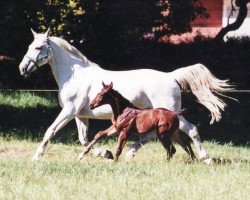 broodmare Graefin (Hanoverian, 1981, from Grundstein I)