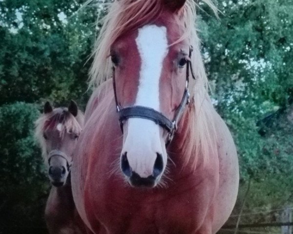 dressage horse Calito (German Riding Pony, 2016, from Cosmopolitan NRW)