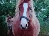 Dressurpferd Calito (Deutsches Reitpony, 2016, von Cosmopolitan NRW)