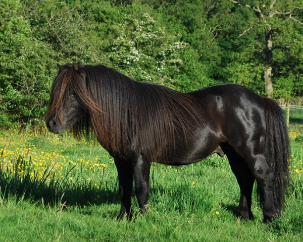 Deckhengst Hannes van de Strengen (Shetland Pony, 1993, von August van de Kosterweide)