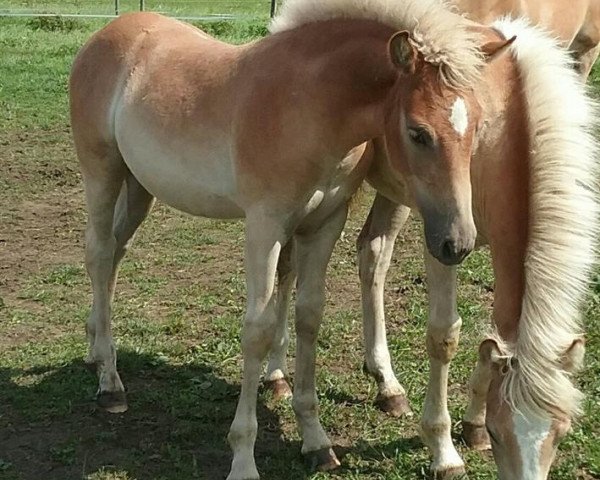 Zuchtstute Brienne (Haflinger, 2017, von Wonderboy)