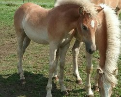 Zuchtstute Brienne (Haflinger, 2017, von Wonderboy)