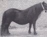 broodmare Floosy van de Brouwerij (Shetland Pony, 1991, from Newton van Dorpzicht)