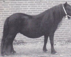 Zuchtstute Floosy van de Brouwerij (Shetland Pony, 1991, von Newton van Dorpzicht)