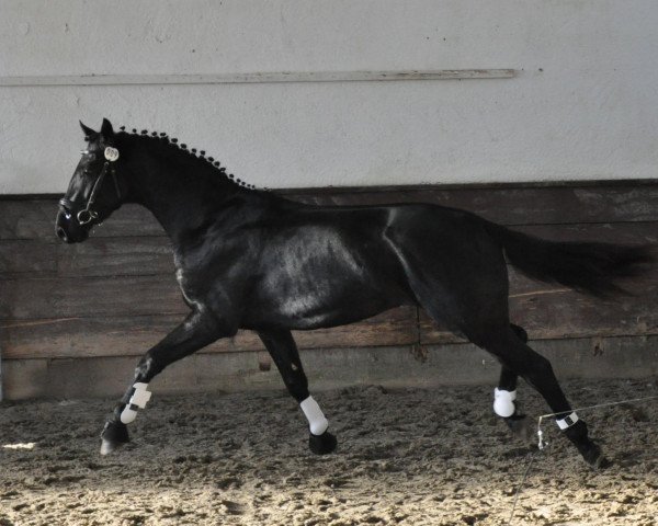 dressage horse Amacado (Oldenburg, 2008, from Amman)