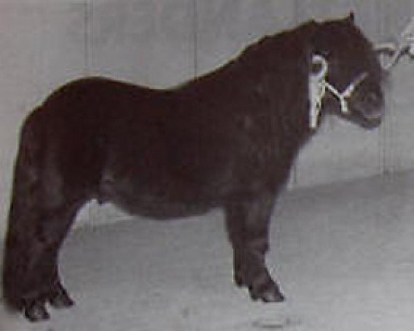 Deckhengst Zorro van Dorpzicht (Shetland Pony, 1985, von Surprise van Dorpzicht)