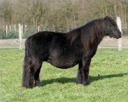 Zuchtstute Ursela v.d. Stoommolen (Shetland Pony, 1983, von Marlando van Stal Volmoed)