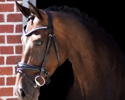 dressage horse Dolores 197 (Zweibrücken, 2011, from Damarco)